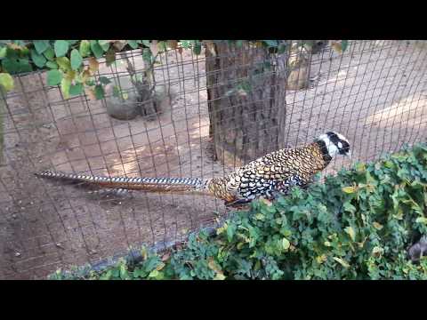 Doi Tung Wildlife Breeding Research Station