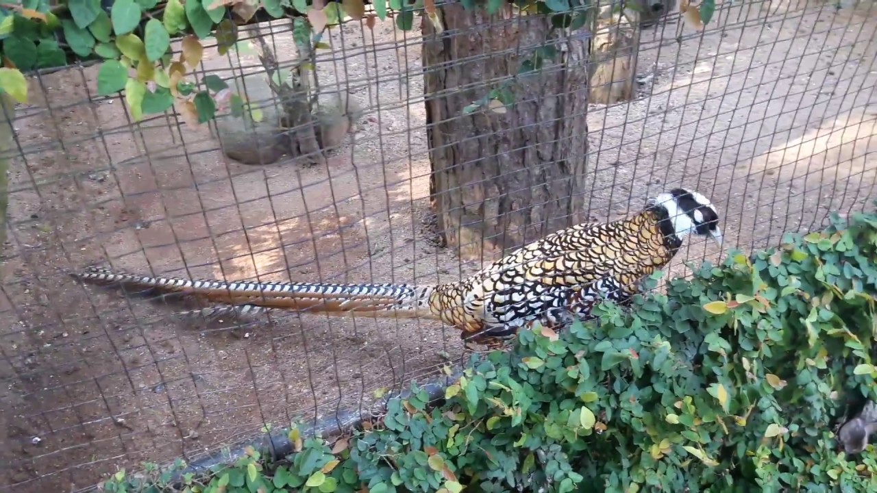 Doi Tung Wildlife Breeding Research Station
