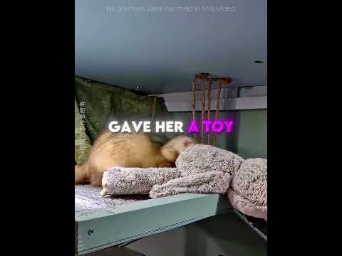 This Ferret PULLED Her Owner Inside to Show Her Babies 🦦❤️ #usa