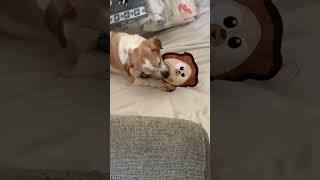 Video preview image #1 Chihuahua Puppy For Sale in Boonton, NJ, USA