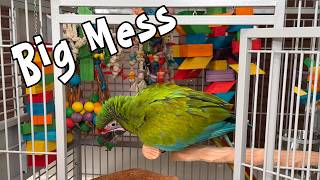 Cleaning After a Macaw: Big Bird = Big Mess!