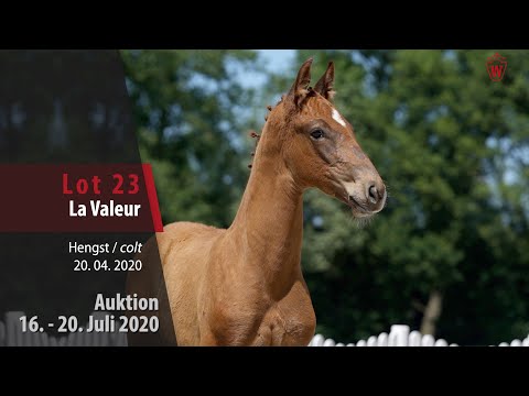 Westfälische Online Auktion 16. - 20. Juli: Lot 23 La Valeur Hengst v. La Vie - Vitalis