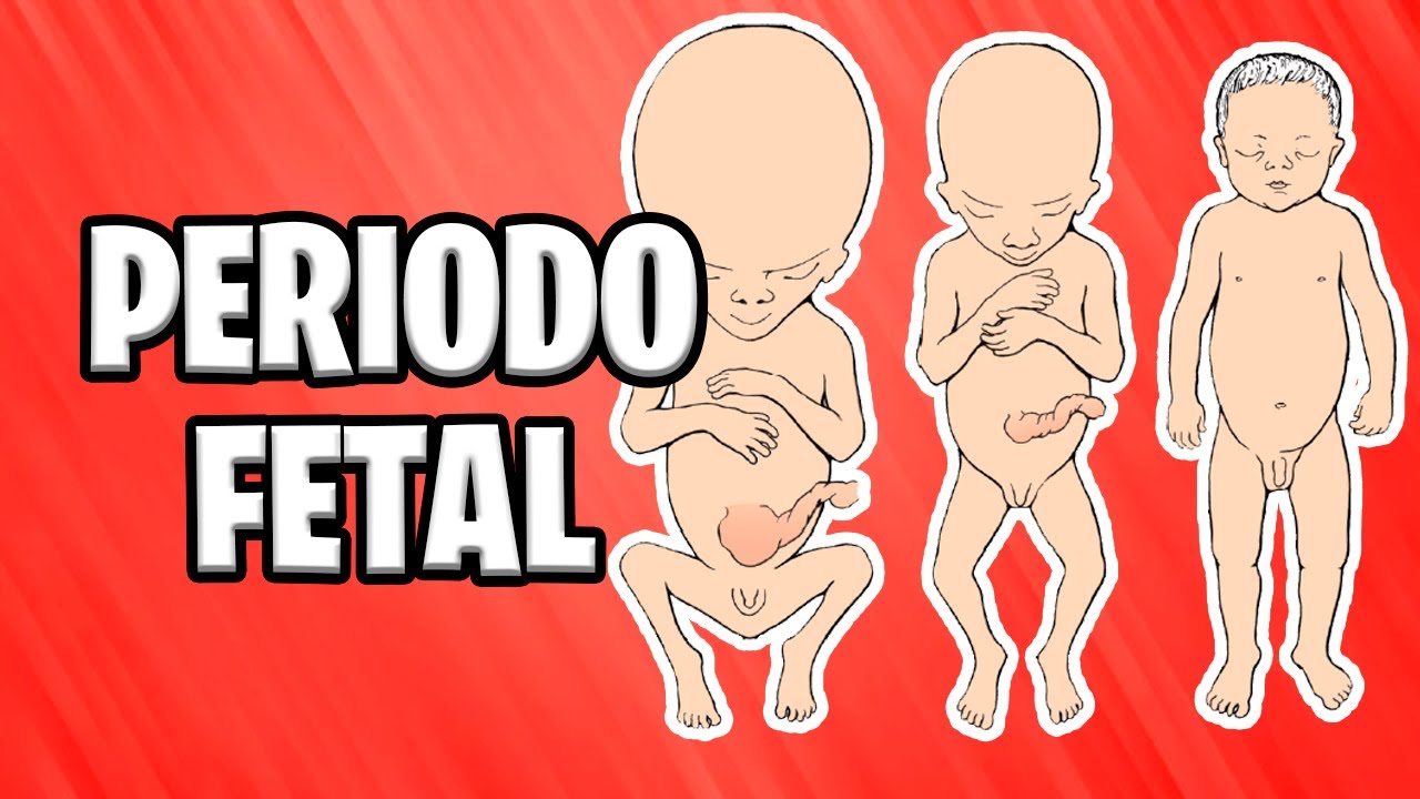 ✅ FETAL PERIOD | FROM THE NINTH WEEK TO BIRTH [2021] 📚 HUMAN EMBRYOLOGY | ABSTRACT