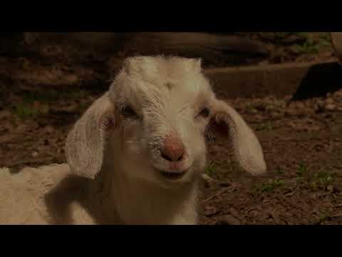Cortafuegos Naturales: Cabras que Regeneran Ecosistemas | Santa Juana, Región del Biobío