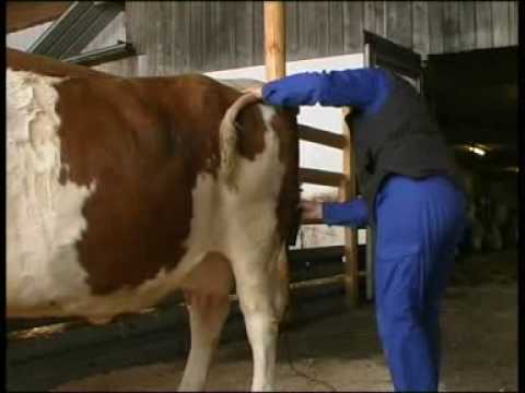 Kuh-Styling in Bräunlingen