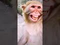 Hi Hi Hi Laughing
