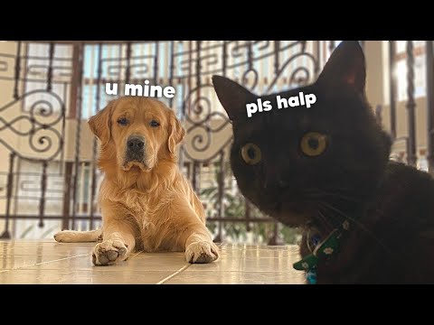 The AMAZING Friendship Between My Dog and My Cat