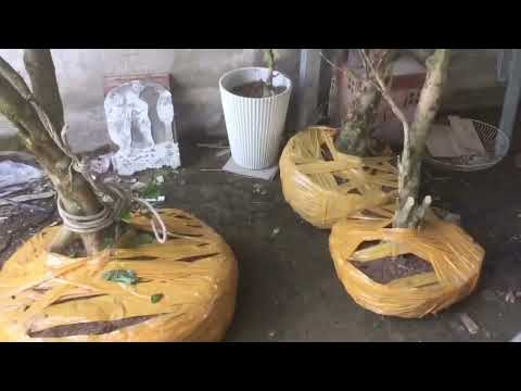 Ông cậu mua 3 cây mai về nhà phát hiện có cây mai xù!