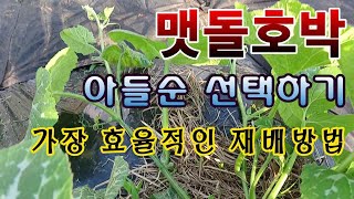 [텃밭농부. 1,085]  맷돌호박을 가장 효율적으로 키우는 방법. 아들순 선택 #맷돌호박재배 #호박재배