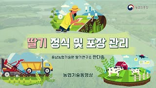 딸기 정식 및 포장 관리