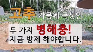 고추 가뭄에 극성인 두 가지 병해충 지금 방제 해야 합니다. # 고추 병충해 방제.