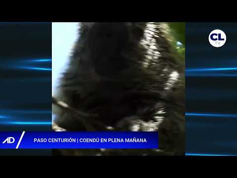 Coendú fue visto alimentándose de guaviyú en Paso Centurión