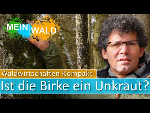 🌳📉Der schlechte Ruf der Birke in der Waldwirtschaft - Gerechtfertigt?
