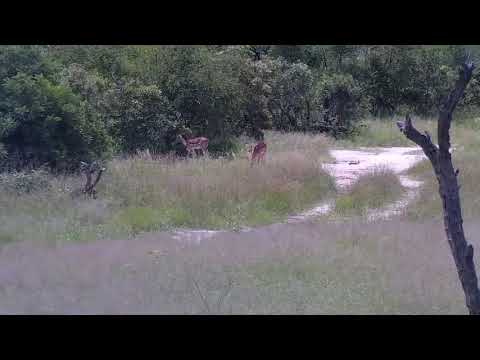 Djuma: Two Buffalo, Blacksmith Lapwing and Impalas - 10:18 - 01/20/22