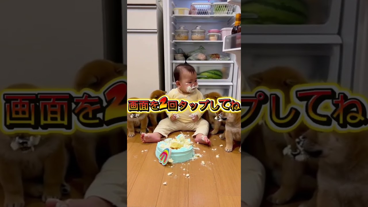 あれ？冷蔵庫のケーキ、誰が食べたの？#柴犬 #ショート動画 #かわいい #お笑い