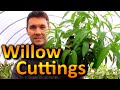 Rooting "HUGE" Willow Cuttings! One of the Easiest "Houseplants" You Can Propagate from Cuttings