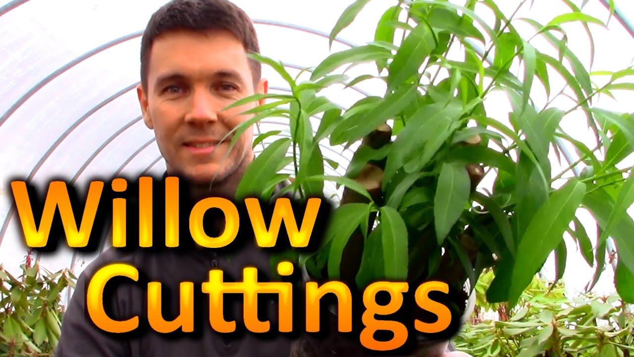 Rooting "HUGE" Willow Cuttings! One of the Easiest "Houseplants" You Can Propagate from Cuttings - YouTube