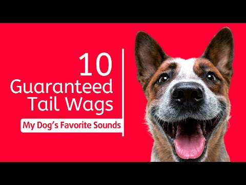 My Dog's Favorite Sounds! 📣 (10 Guaranteed Tail Wags 🐶)