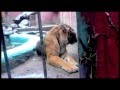 PROFEPA ayuda a tratamiento y rehabilitación de "Cucho" el Tigre asegurado en Veracruz. PROFEPA ayuda a tratamiento y rehabilitación de "Cucho" el Tigre asegurado en Veracruz.