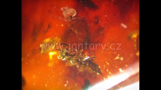 Křídový jantar B-84