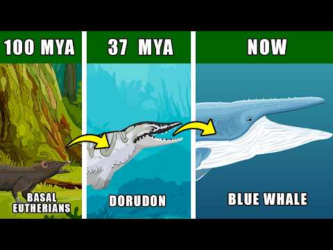 Blue Whale Origin Evolution: Who Were Blue Whales Ancestors