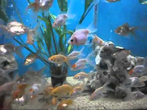 Akvarium Ribi