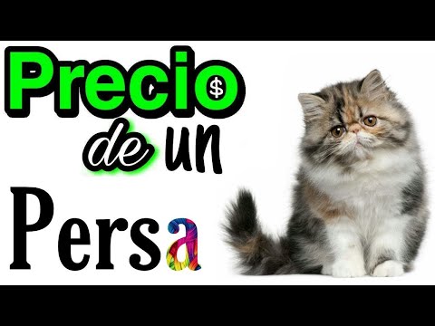Persian Cat Price | AniEx