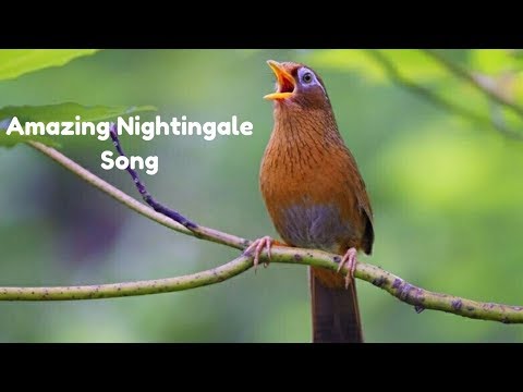 Best Nightingale Song - Amazing sounds - Youtube
