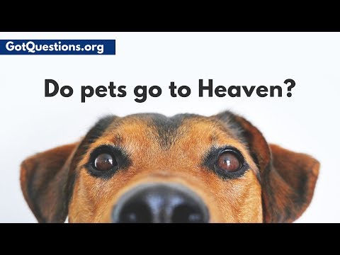 Do pets go to Heaven?  Do animals have souls? | GotQuestions.org