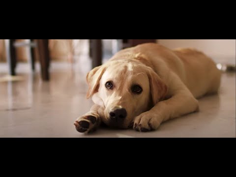 Doggo | Short Film