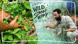 Growing Wild Alpine Strawberry from Seed