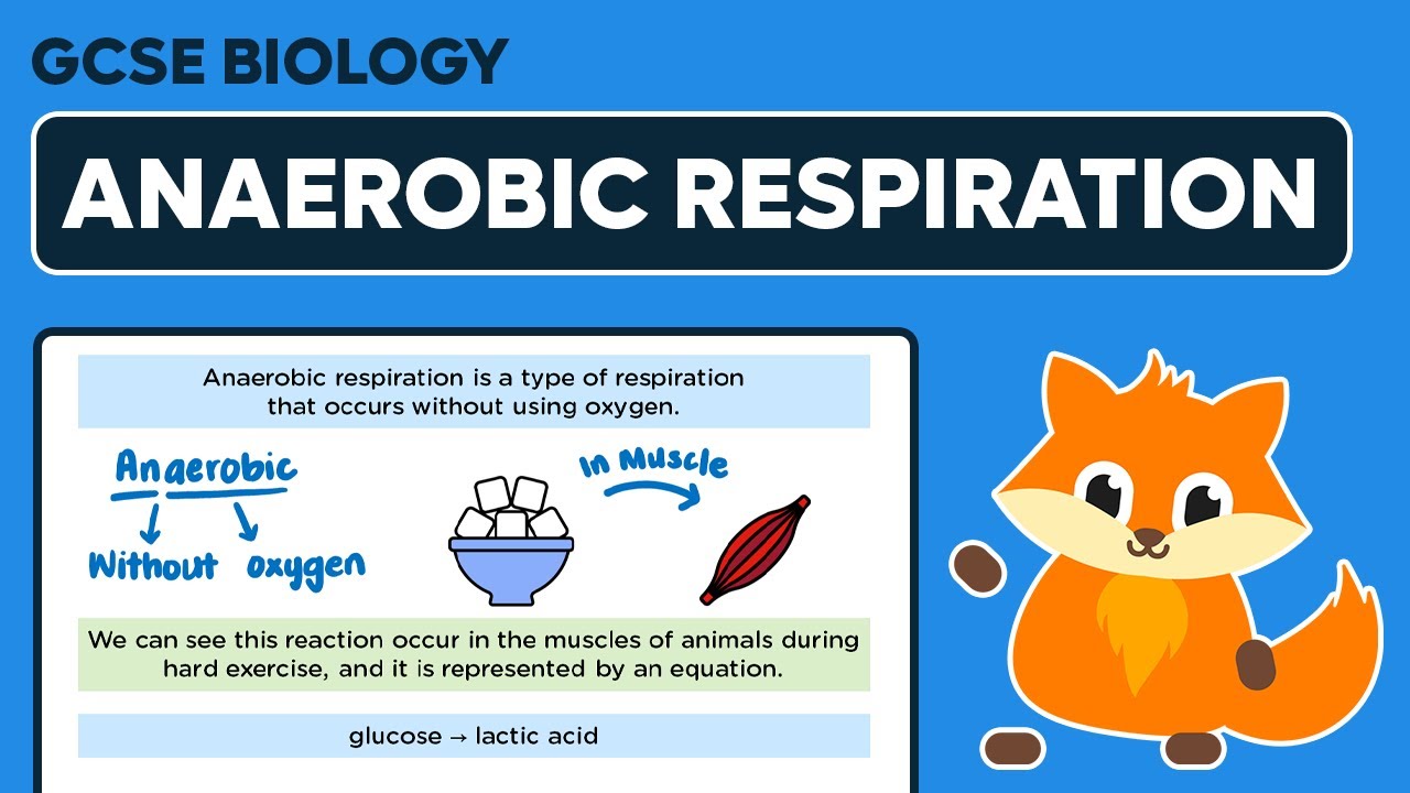 Anaerobic Respiration - GCSE Biology