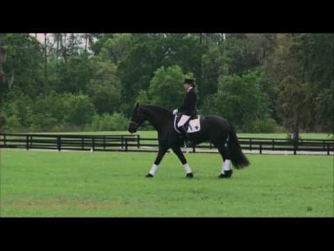 Friesian Stallion: Meinse 439, Dressage Spring 2009