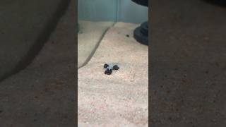 【熱帯魚】食後の休憩☕️#shorts #テトラオドンミウルス#熱帯魚#アクアリウム