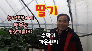 딸기 농사명장에게 배우는 현장기술(3) 수확기 가온관리 ㅡ 온습도 환경관리