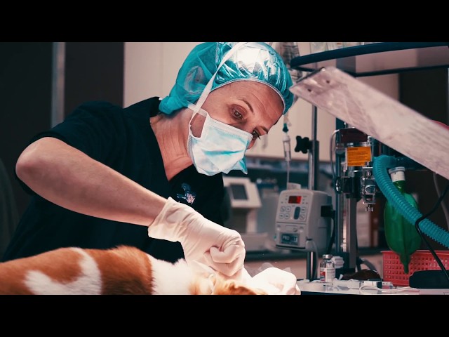Sydney Animal Hospitals - Erskineville, NSW