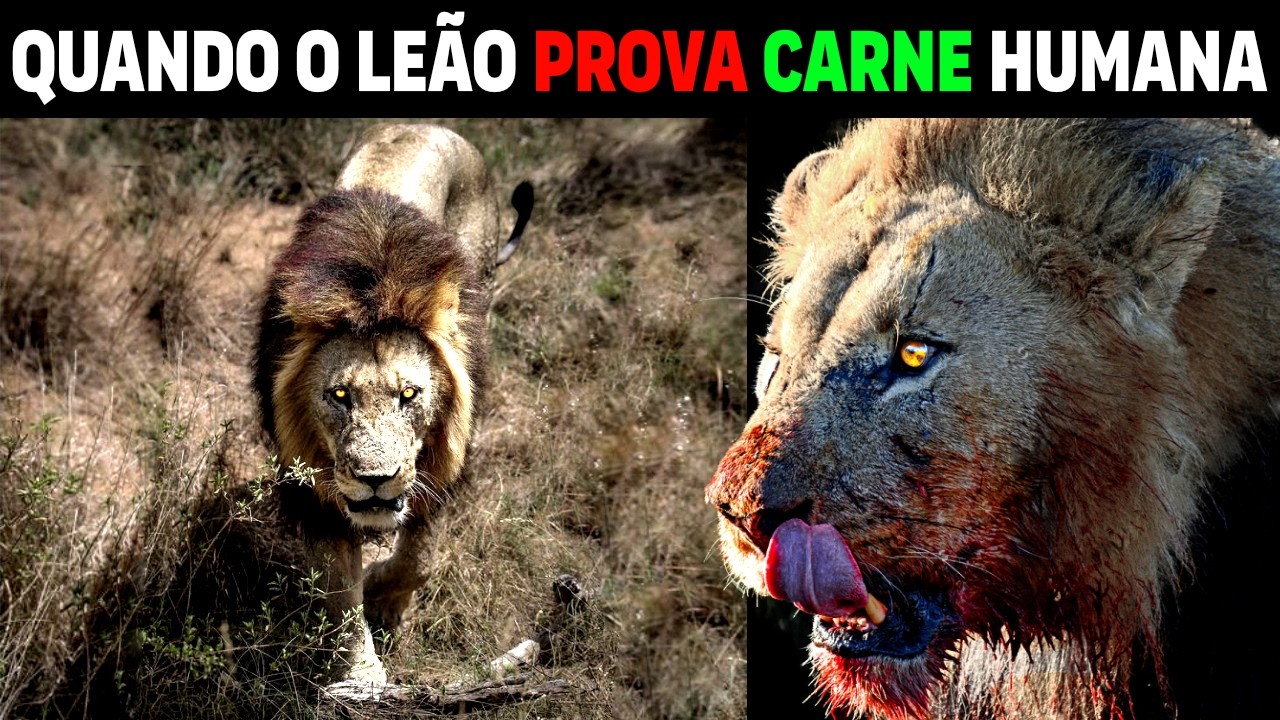 Lion GOES CRAZY after DEVOURING FIRST HUMAN and causes TRAGEDY in AFRICA