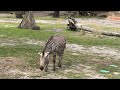 Experience The Thrilling Wildlife Encounter At Kilamanjaro Safaris