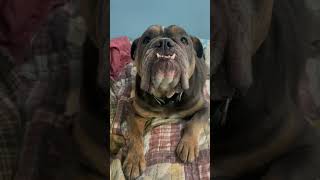 Video preview image #1 American Bulldog Puppy For Sale in phoenix, AZ, USA