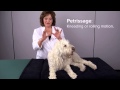 Canine Massage