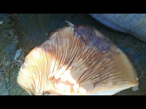 Uvař si sám #1 ! by Filip Hruška