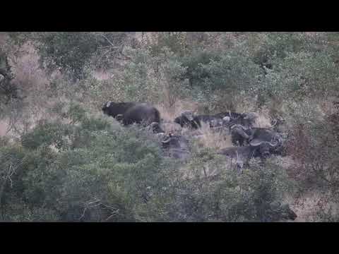 Djuma: Sights and sounds including Buffalos resting in drainage line area-Pt:1 - 06:03 - 06/06/20