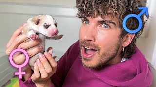 Revealing the Genders of My 6 Newborn Puppies!