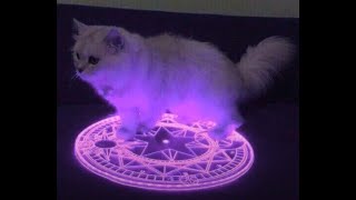 Cover art for demonic cat XD