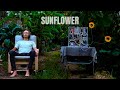 Sunflower Meditation 432Hz Healing Music For The Soul