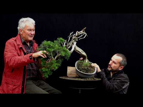 SandevBonsai - 2018. Bonsai sessions with Walter Pall/Part 7