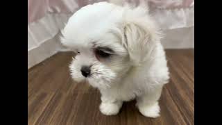 ハーフ犬の動画01