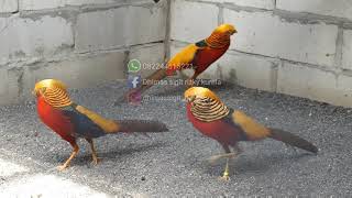 Download lagu MENAJUBKAN!!! AYAM TIBET SAAT BIRAHI 'GOLDEN-PHEASANT' mp3 Download lagu MENAJUBKAN!!! AYAM TIBET SAAT BIRAHI 'GOLDEN-PHEASANT' mp3