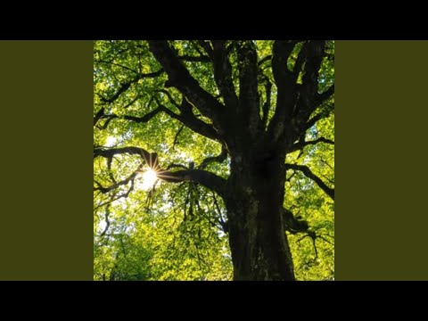 Drzewo (feat. Radziu)