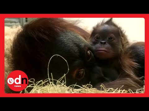 Baby Orangutan Meets Mother For The First Time in Heartwarming Video